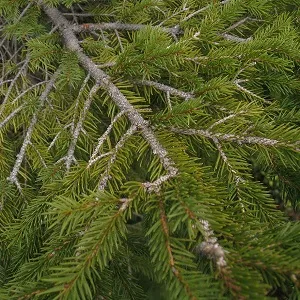 Хвойные опилки оптом в Арзамасе купить - оперативная доставка по всей России
