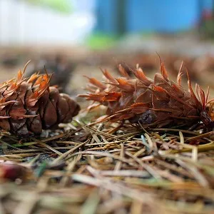 Хвойные опилки оптом в Арзамасе от завода-производителя Лигнум Ресурс
