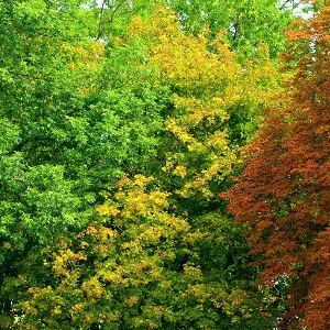 Лиственные опилки оптом в Арзамасе купить - оперативная доставка по всей России