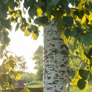 Опилки березовые оптом в Арзамасе купить - оперативная доставка по всей России
