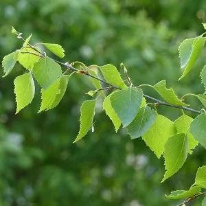 Опилки березовые оптом в Арзамасе от завода-производителя Лигнум Ресурс
