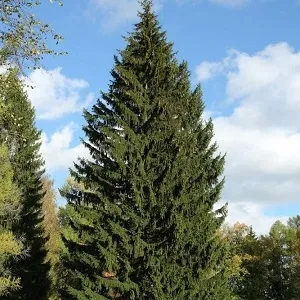 Еловые опилки оптом в Арзамасе купить - оперативная доставка по всей России