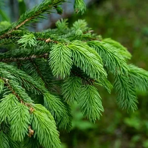 Еловые опилки оптом в Арзамасе от завода-производителя Лигнум Ресурс