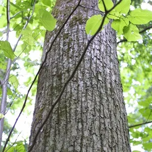 Опилки липовые оптом в Арзамасе купить - оперативная доставка по всей России