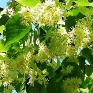 Опилки липовые оптом в Арзамасе от завода-производителя Лигнум Ресурс