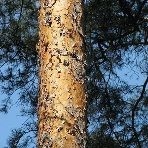 Сосновые опилки оптом в Арзамасе купить - оперативная доставка по всей России