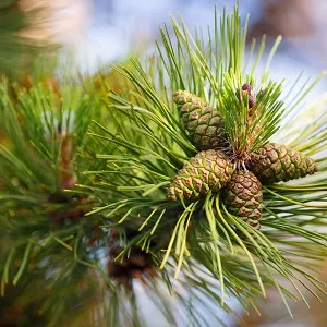 Сосновые опилки оптом в Арзамасе от завода-производителя Лигнум Ресурс