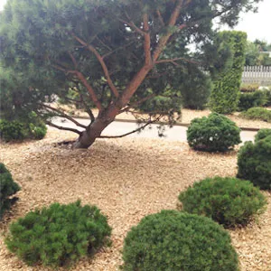 Хвойная щепа оптом в Арзамасе купить - оперативная доставка по всей России